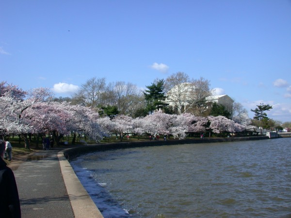 Cherry blossoms on the tidal basin in Washington, D.C.