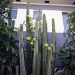 1962