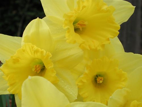 daffodils