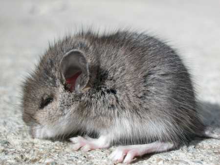 Our new little friend Rupert