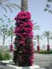 flowers on tree