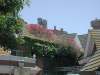 flowers on roof