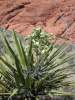 Red Rock cactus