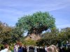Animal Kingdom Tree of Life