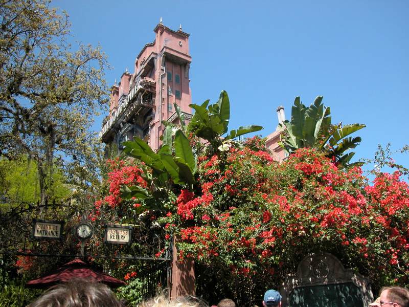 Flowers at Tower of Terror