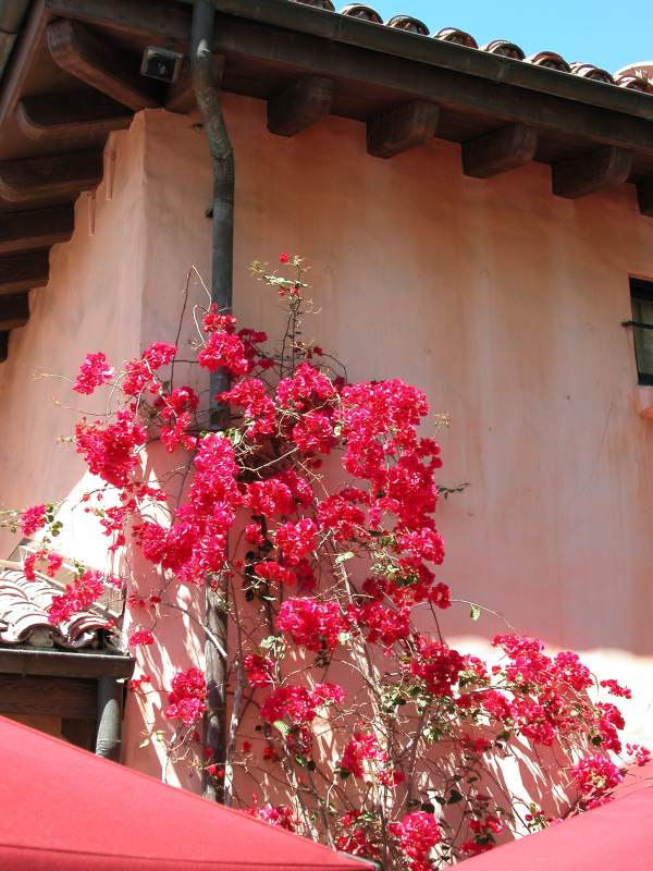 flowers at Brown Derby