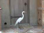 Egret