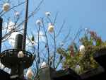 Cotton Ball Tree
