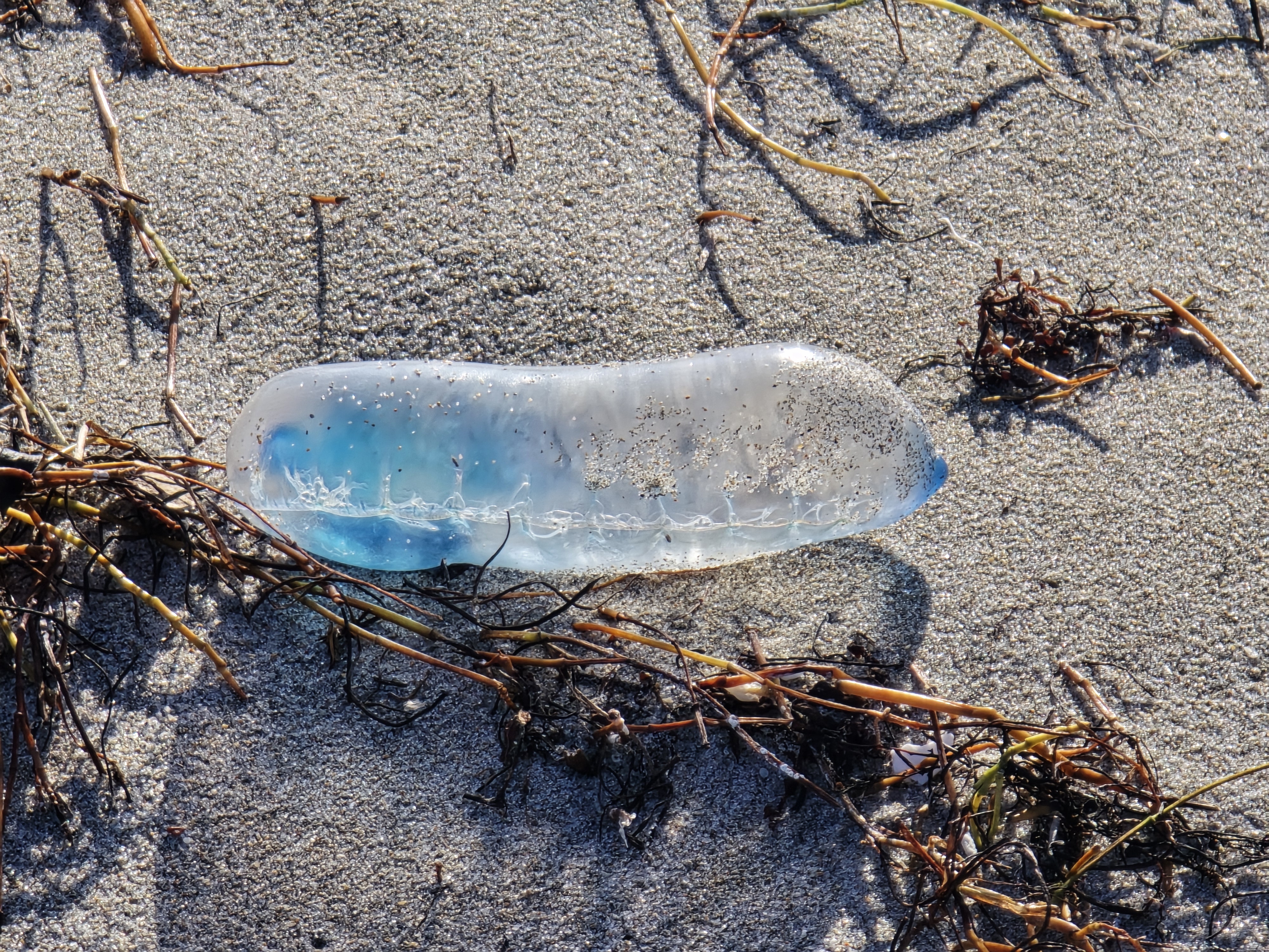 Man-o-War